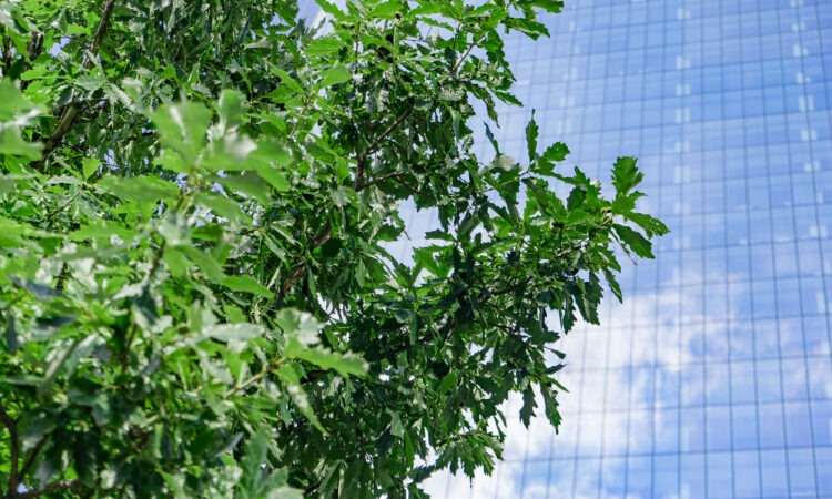 A close up of a bright green tree in front of an office building which has lots of windows.