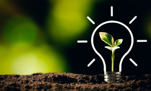 A sprig of a plant growing from the soil and a illustration of a lightbulb drawn around it.