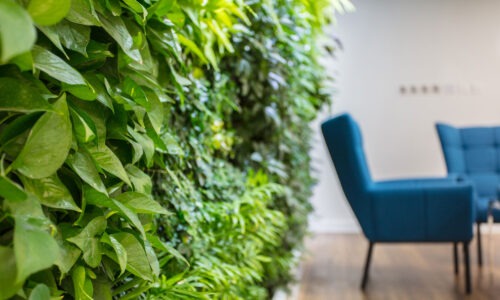 A close up of a green, plant wall inside an office with a blurred arm chair in the background