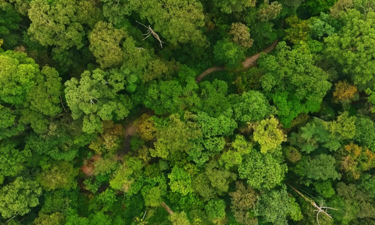 An aerial or drone view of the top of a forest of trees