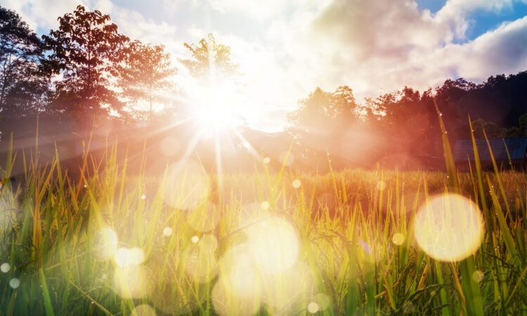 Field with sun shining, specks of light reflection on the camera lens